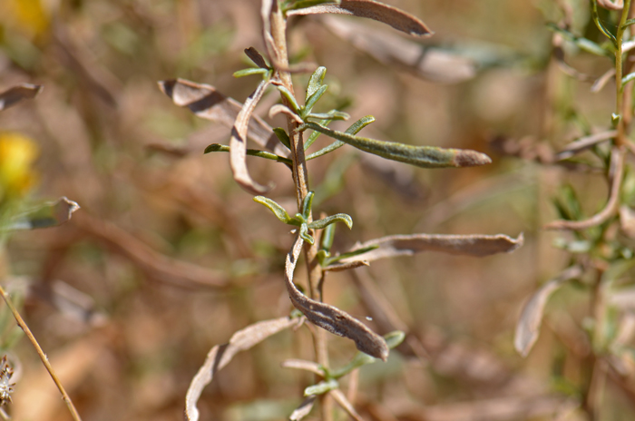 Alkali Goldenbush leaves are green to light gray green; older leaves become light gray or tan. Isocoma acradenia
